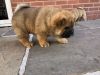 Female Chow Chow Puppies For Sale