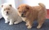 Lovely Chow Chow Puppies Now Ready For Adoption