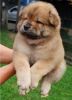 Cutest Chow Chow puppies for sale