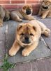 Male Chow Chow puppy for sale
