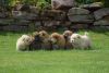 Chow Chow Puppies To Reserve Ready In 2 Weeks