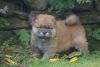 Chow Chow Puppies For Sale Canterbury