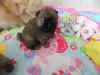Registered Chow Chow Puppies (2 Boy )