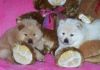 Super adorable chow chow puppies