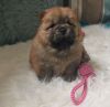 Available Chow Chow Puppy aKc Registered