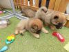 Registered Chow Chows
