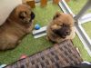 Two Male Red Chow Chow Puppies For Sale
