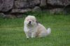 Chow Chow Puppies To Reserve