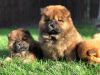 Chow Chow Puppies For Sale!