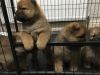 Beautiful Chow Chow Puppies Ready
