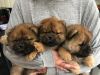 Chow Chow Puppies Kc Registered