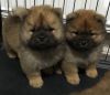 Chow Chow Puppies Girl Is For Sale