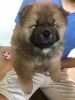 Male and Female Chows For Sale