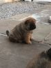 Beautiful Chow Chow Puppies