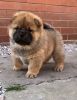 Reg Chow Chow Puppies