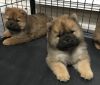 Proven aKc Reg Chow Chows