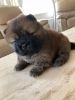 Chow Chow Puppies Girl Is For Sale