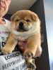 Chow Chow Puppy (updated)