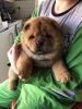 Champion Blood Line Chow Chow Puppies