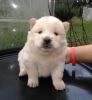 Registered Chow Chow Puppies