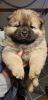 Kennel Club Registered Chow Chow Puppies Available