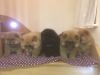 Kc Registered Chow Chow Pupps Only 2 Left