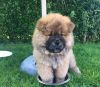 Gorgeous Chow Chow Needs New Home