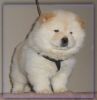 Home trained Chow Chow Puppies Available Now