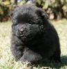 Available male and female Chow Chow Babies