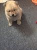 Chow chow puppy ready for a new home