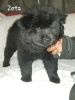 10 week old chow pups