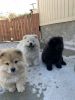 Puppies Chow chows