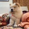 Lovely male and female litters of chow chow pups