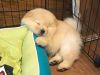stunning Chow Chow puppies for sale