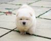 Chow Chow Puppies For Loving Homes Only