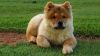 Chow chow for sale