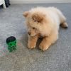 Adorable male and female chow chow pups