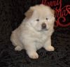 Marvelous Chow chow puppies for sale. AKC