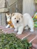 Bueatiful Chow Chow puppies Available