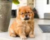 Marvelous Chow chow puppies for sale. AKC ..
