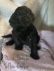 Cockapoo puppies available: TRAINING STARTED