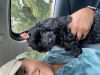 Black Cockapoo Puppy Needs New Home