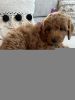 Cockapoo puppies available Text or WhatsApp at.... +1(5xx) xx4-36xx