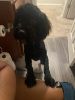 9 month old cockapoo for sale