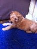cockapoo F1 toy golden girl ready to be rehomed