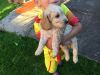 Beautiful F1 Cockapoo Puppies For Sale