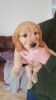 Yankee Doodle Golden Cockapoo Ready Now Reduced