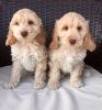 Pedigree Cockapoo Puppies for sale
