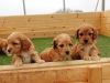 Cockapoo puppies for sale male and female
