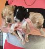 Beautiful Cockerpoo Puppies ready for adoption